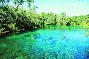 Floresta