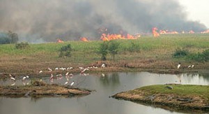 Pantanalç-fogo