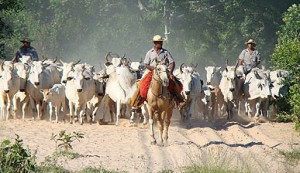 gado_nhumirim2
