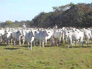 Gado_organico