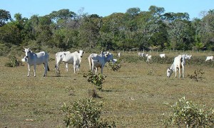 fazenda_bois