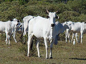 gado-mercado