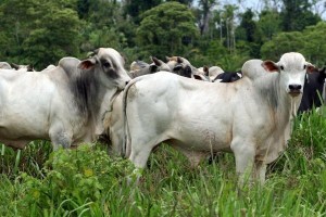 gado-pasto-atual