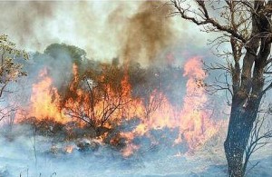 incendio-terreno