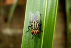 mosca-cana