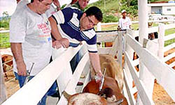 Aftosa_Vacinação_Gado1