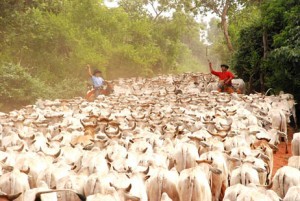 gado-comitiva-pantanal