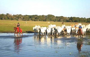 gado-pantanal-sol