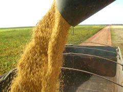 milho-sorgo