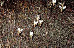 mosca-chifrte-pec