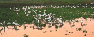 pantanal-secapantanal