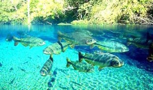 rio da prata-peixe