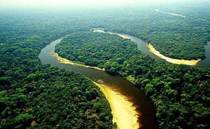 pantanal1-floresta