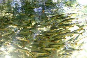 peixe-cardume-bonito