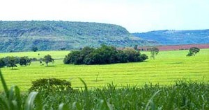 cerrado-cana