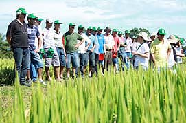 arrozeiros