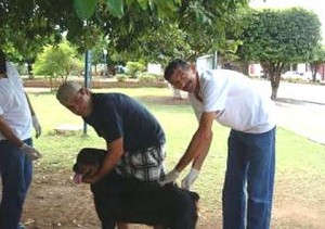 bodoquena_cachorro12
