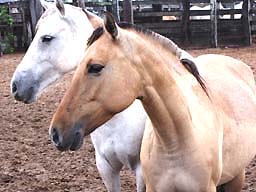 cavalo_pantaneiroms