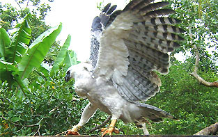 gaviao12