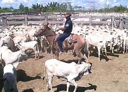 Apenas10% das vacas do rebanho brasileiro são inseminadas artificialmente