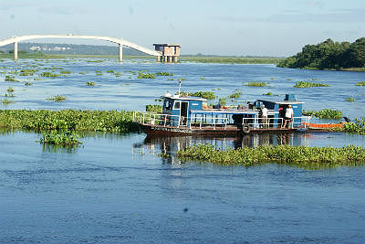 Com a cheia do rio, os camalotes se soltam das margens e descem a correnteza. Foto: André Navarro