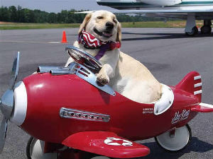 Antes do embarque no avião, o animal deve ser tranquilizado