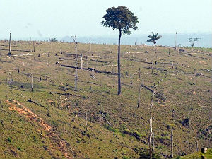 Mato Grosso continua liderando o ranking da derrubada de árvores 