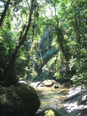 Rio na Mata Atlântica (kikesan / Creative Commons)