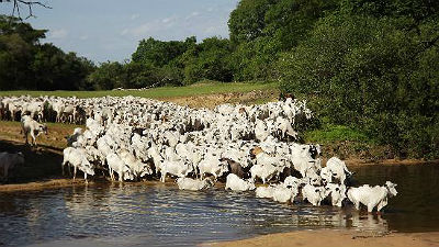 Campo Grande sedia o SAF’s+10, realizado pela Embrapa Gado de Corte em parceria com a Fundação MS