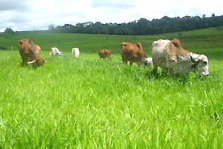 Ninguém sonhava em colocar gado e floresta em uma mesma área. 