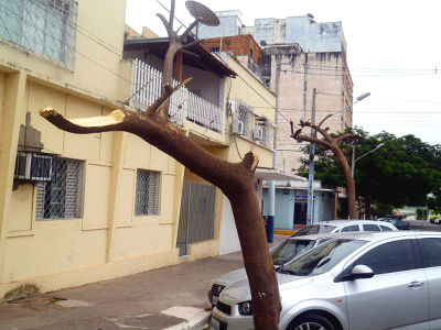 As duas árvores foram podadas radicalmente, o que constitui crime ambiental (Prefeitura de Corumbá) 