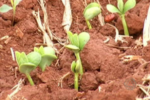 Os resultados demonstram que o cultivo é considerado de risco
