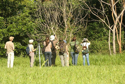 Pantanal e o Planalto da Bodoquena apresentam elevada diversidade avifaunística