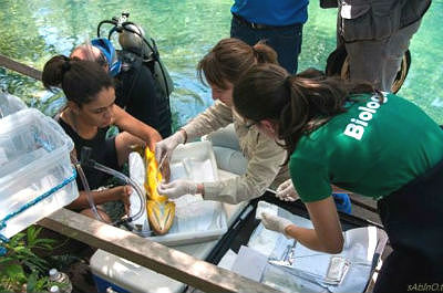 O peixe Dourado foi escolhido como espécie chave deste estudo