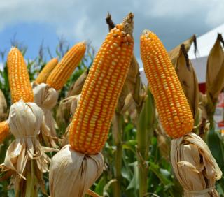 Estudo do Ipea destaca crescimento no Sudoeste e Centro-Norte de Mato Grosso do Sul