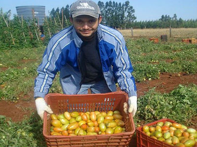 Produção de tomate em assentamento de Mato Grosso do Sul