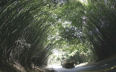 Serão preservados 500 metros do bambuzal na entrada de Morumgaba