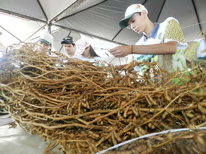 Concurso Pé de Soja Solteiro, integra as festividades do aniversário do município