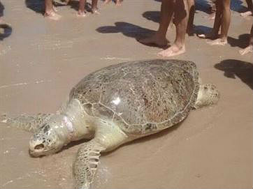 Tartaruga encontrada em Cabo Branco