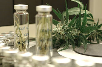 maconha_lei