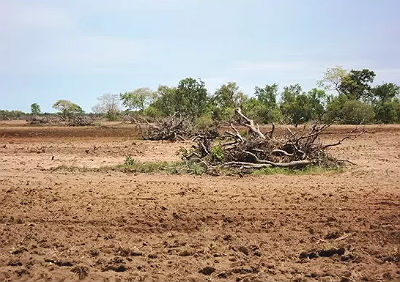 mata_pantanal