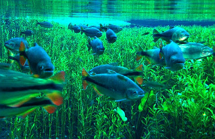 O turista que prefere sossego há a riqueza da biodiversidade de Bonito