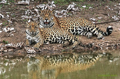 Predador da natureza brasileira, a onça-pintada tem sua população restrita principalmente ao Pantanal e à Amazônia (Foto: Projeto Onçafari)