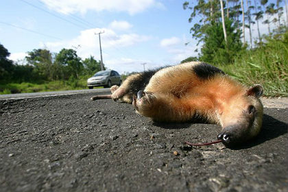 Em alguns pontos foi possível registrar uma queda de 59% de incidências de atropelamento de animais silvestres