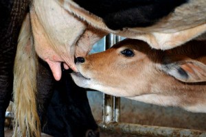 Um dos maiores problemas observados é o fornecimento inadequado de colostro para os recém-nascidos