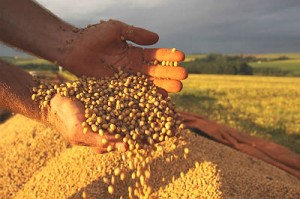 Arroz, milho e soja, os três principais produto