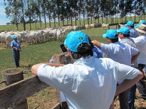 Aumentou a produção de carne de seis arrobas por hectare para 8,2 arrobas por ano