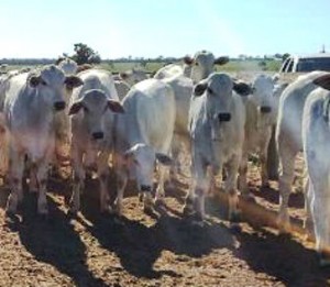A primeira experiência aconteceu na Fazenda 3R, em Figueirão