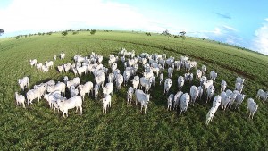 Os bezerros são apartados das matrizes e ficam fechados por três horas se alimentando da ração