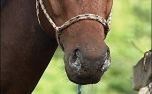 A transmissão se dá pelo contato direto com o animal doente
